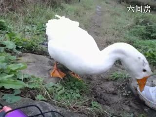 六间房东方不败哪唱歌聊天室