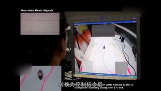 中国学生实现意念控制蟑螂获奖 你们城里人真会玩