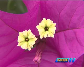 桂林花海旅游节新闻2