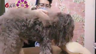 来给狗狗做美容啦 17.11.24