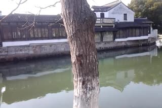 金泽镇全镇风景
