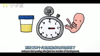 煎蛋小学堂：胎儿们会拉便便吗？