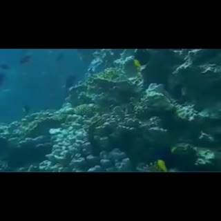 美哭的水下世界