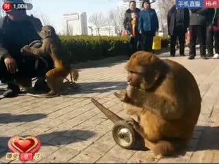 耍猴戏