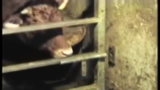 说好的建国后动物不许成精呢？那些聪明的牛们