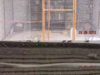 观赏鸽舍建设 中国观赏鸽大全