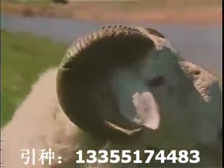 鲁西高腿羊，小尾寒羊介绍，小尾寒羊杂交.flv