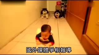 2犬陪小主人练爬「狗腿」不敢超前