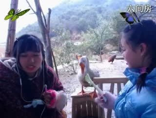 六间房美女主播东方不败娜直播间互动
