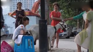 实拍西安夫妇牵羊到街头卖羊奶 现挤现卖供不应求