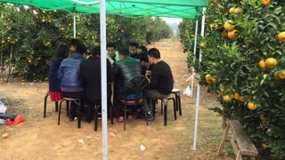 给大家推荐个踏青春游的好地方-寿英百果园！