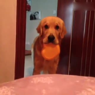 抛媚眼的狗 真会装