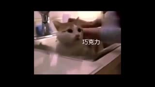 全世界的汪星人和喵星人都在讲中国话，请时刻铭记你们的身份