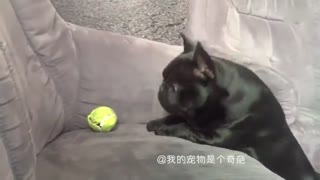 狗狗失败集锦 笑的根本停不下来 瞅把你们能的~