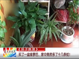 女子买盆栽暗藏蛇窝 孵化小蛇满屋窜