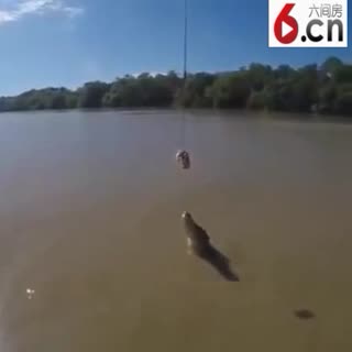 用一块肉逗鳄鱼
