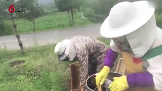 看大姐如何辛劳的采集百花蜜 18.6.27