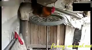 让你们知道什么才叫“跑步鸡” 主人太有才了
