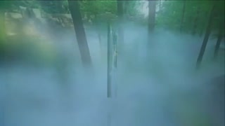 云雾缭绕 北京植物园营造 人工仙境