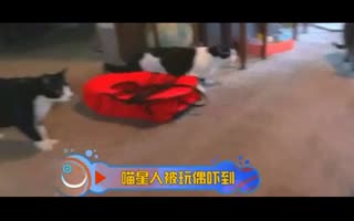 我擦  吓死喵宝宝了