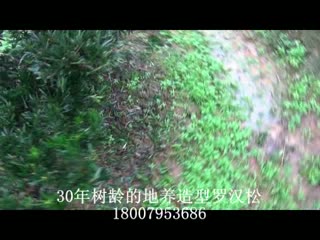30年地养罗汉松精品