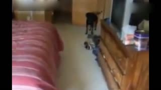 死活不想去洗澡的汪星人