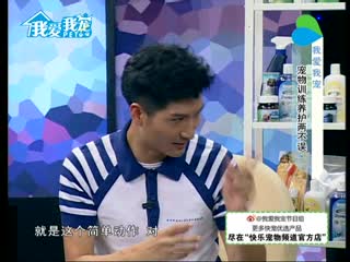 宠物基础训练02