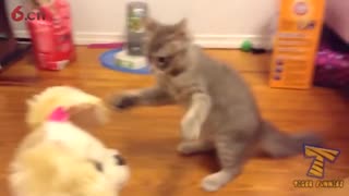 You should have a CAT - Funniest cat videos ever