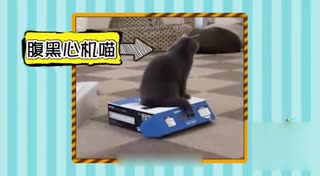 动物圈里的二货