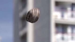 动物们的极限运动