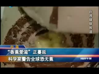 香蕉艾滋病 全球蔓延 俗称黄叶病热带第4型