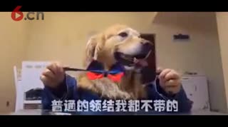 不服不行 气质独特的狗中土豪