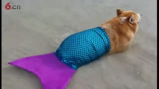 海边发现一只美狗鱼，真是风华绝代