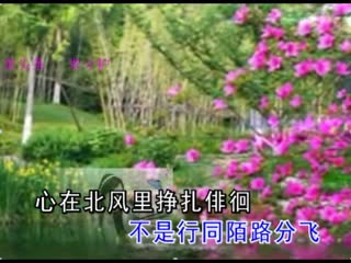南飞雁