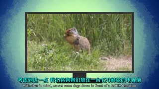 给汪星人看120赫兹的电视会发生什么