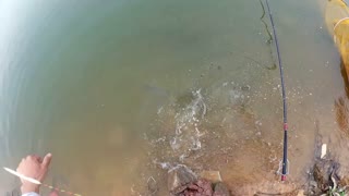 福寿鱼怎么钓-钓福寿鱼