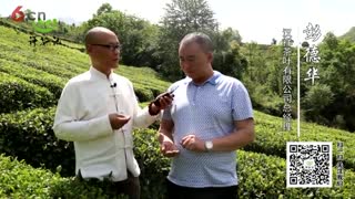 评茶记：汉中茶园魅力无限，等你来哟