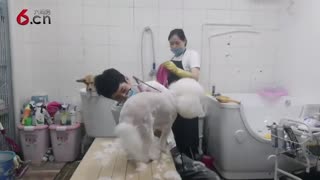 给狗狗做一个美美哒造型 18.9.22