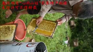 割蜜现场