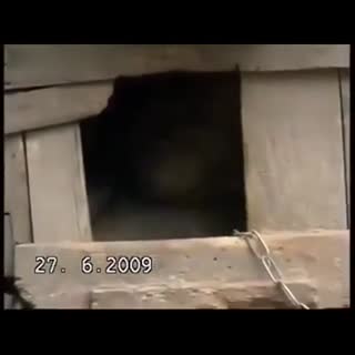 母爱不分种族