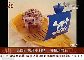 男子晒宠物刺猬缺牙照 可怜样萌翻众人