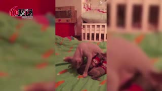 无毛鼠和她的猫妈猫娃们 16.11.19