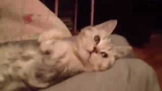 生无所恋！萌猫咪任由主人摆弄