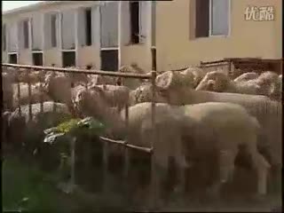肉羊养殖-小尾寒羊，产毛羊夏季饲养管理技术.flv