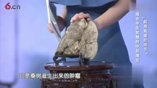 森林黄金-药用真菌桑黄